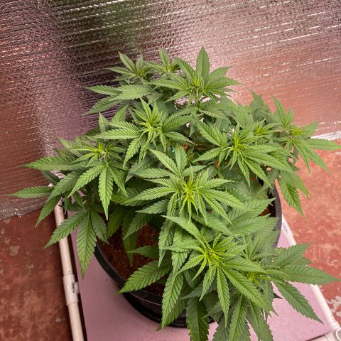 GI Jane growlog timeline photo