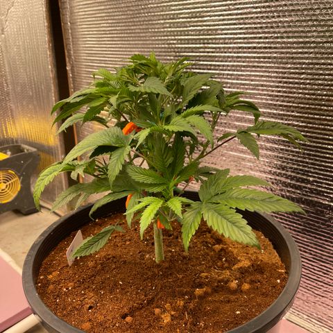 Lucyfur growlog timeline photo