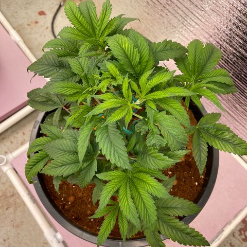 Lucyfur growlog timeline photo