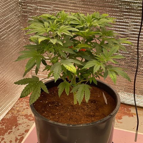 Princess Grodd growlog timeline photo