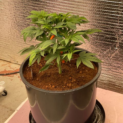 Lucyfur growlog timeline photo