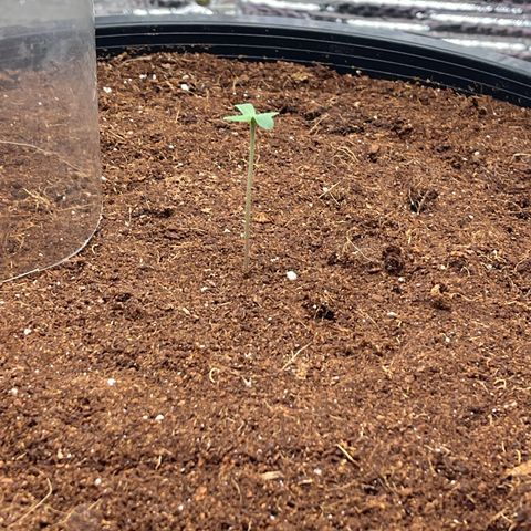 Candy Cane growlog timeline photo