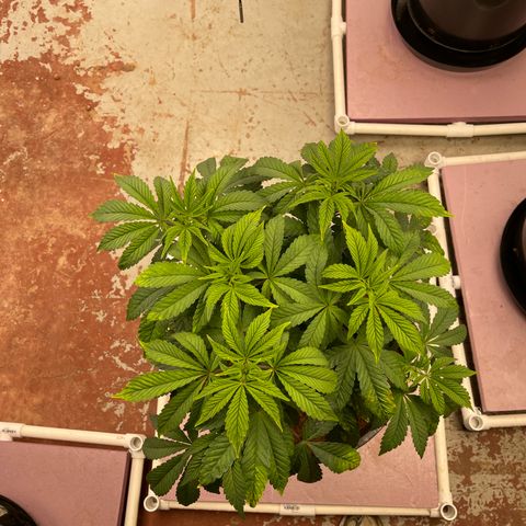 Princess Grodd growlog timeline photo