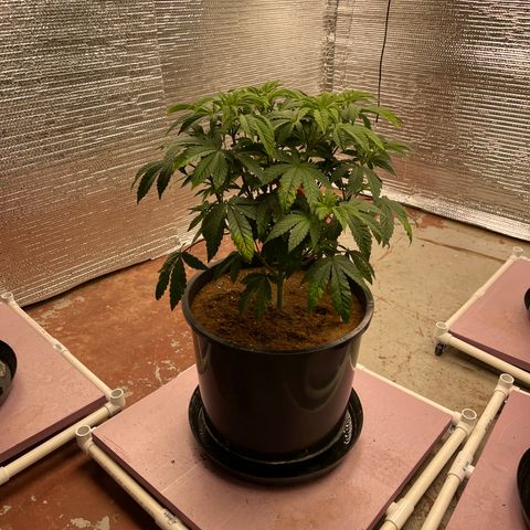 Princess Grodd growlog timeline photo