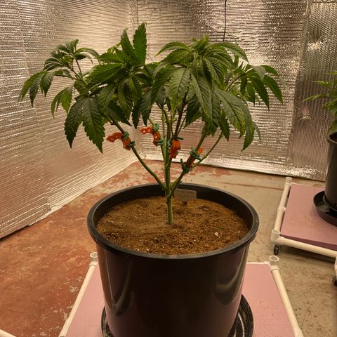 Princess Grodd growlog timeline photo