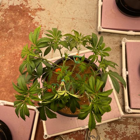 Princess Grodd growlog timeline photo