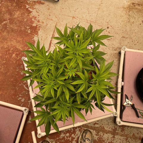 Harle Quin growlog timeline photo
