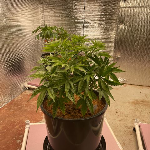 Harle Quin growlog timeline photo