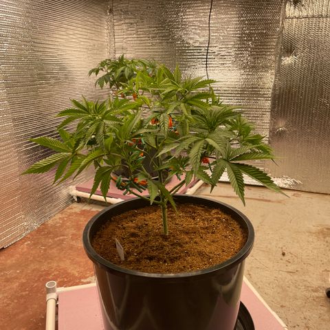 Harle Quin growlog timeline photo