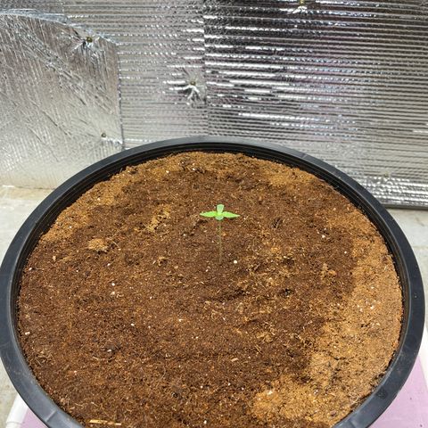 Candy Cane growlog timeline photo