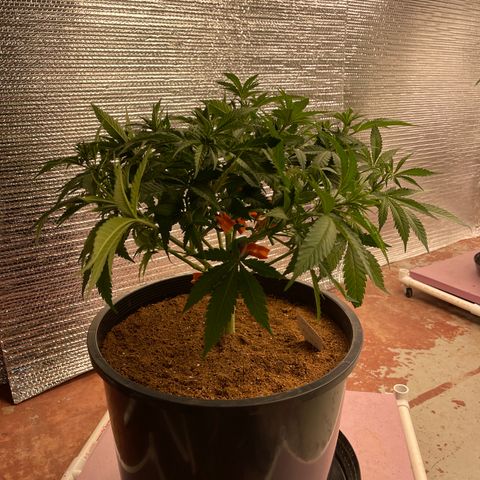 GI Jane growlog timeline photo