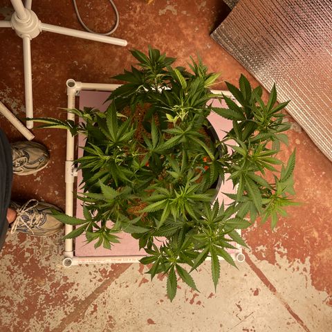 GI Jane growlog timeline photo