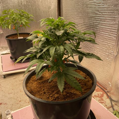 Lucyfur growlog timeline photo