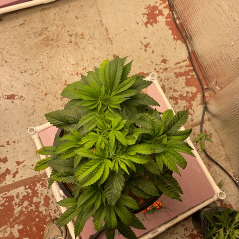 Lucyfur growlog timeline photo