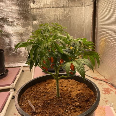 Lucyfur growlog timeline photo