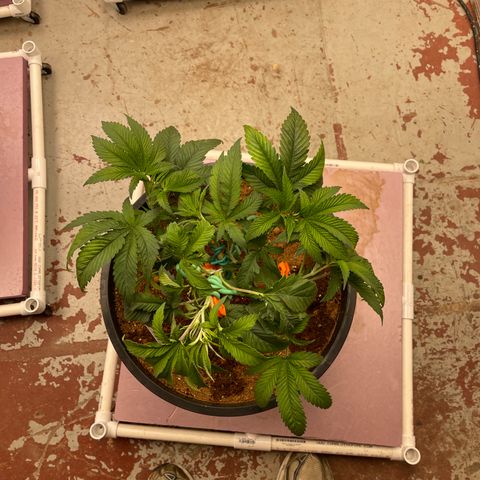 Lucyfur growlog timeline photo