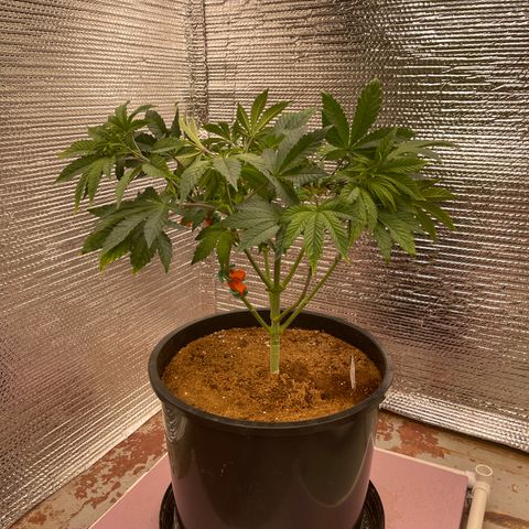 Princess Grodd growlog timeline photo