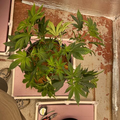 Princess Grodd growlog timeline photo