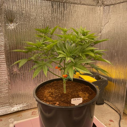 Harle Quin growlog timeline photo