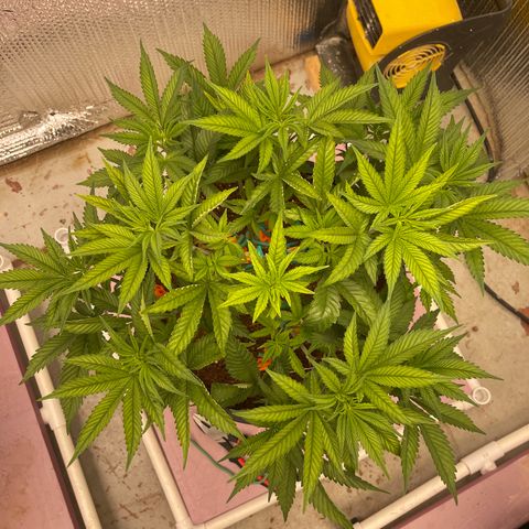 Harle Quin growlog timeline photo