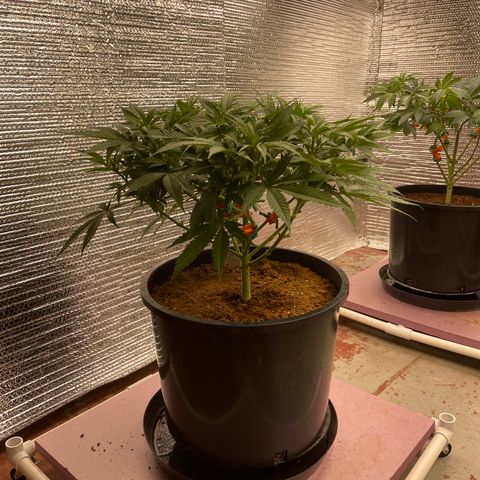 GI Jane growlog timeline photo