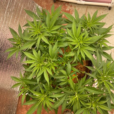GI Jane growlog timeline photo