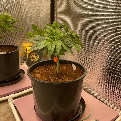 Lucyfur growlog timeline photo