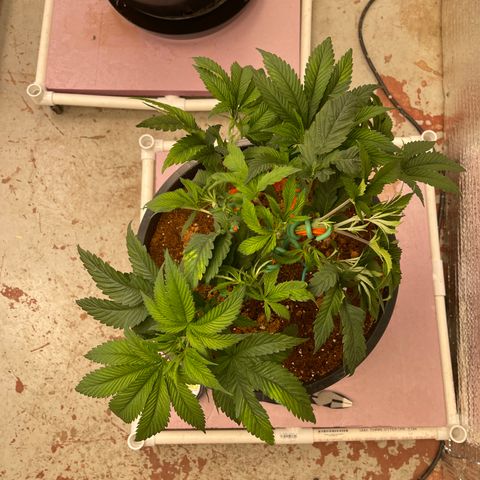 Lucyfur growlog timeline photo