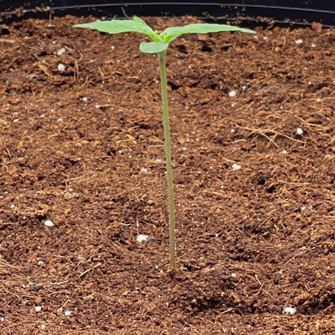 Candy Cane growlog timeline photo