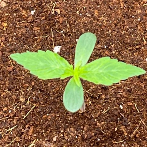 Candy Cane growlog timeline photo