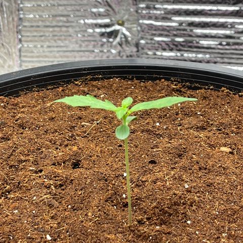 Candy Cane growlog timeline photo