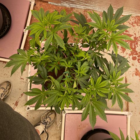 Princess Grodd growlog timeline photo