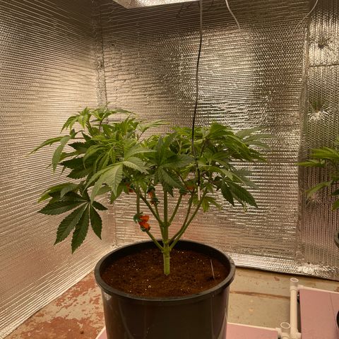 Princess Grodd growlog timeline photo