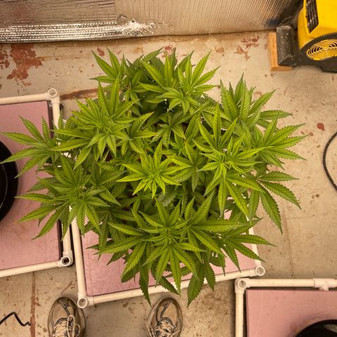 Harle Quin growlog timeline photo