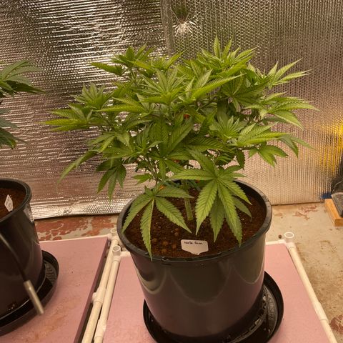 Harle Quin growlog timeline photo