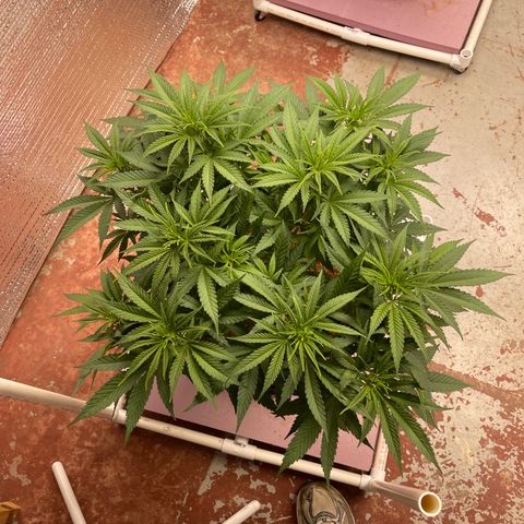 GI Jane growlog timeline photo