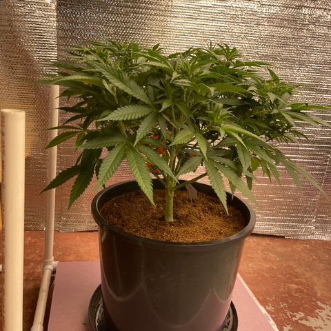 GI Jane growlog timeline photo