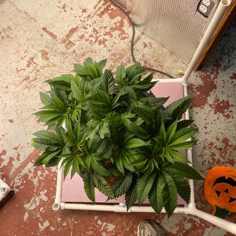 Lucyfur growlog timeline photo