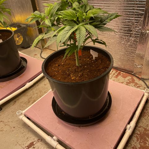 Lucyfur growlog timeline photo