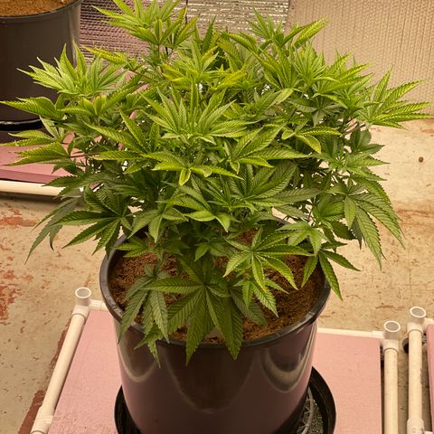 Harle Quin growlog timeline photo