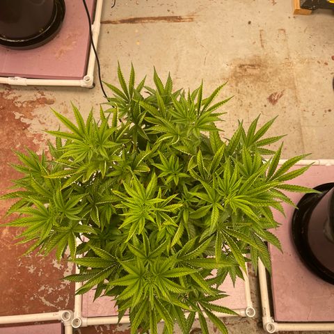 Harle Quin growlog timeline photo