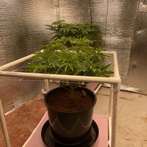 Harle Quin growlog timeline photo