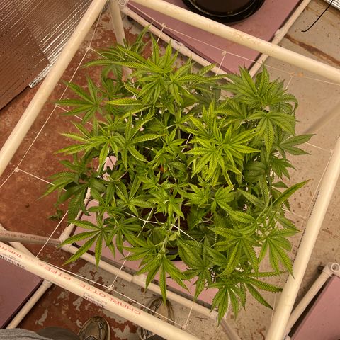 Harle Quin growlog timeline photo