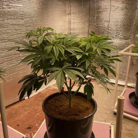 Princess Grodd growlog timeline photo