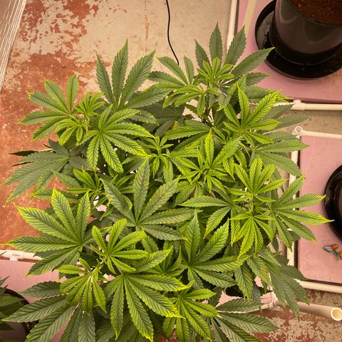 Princess Grodd growlog timeline photo