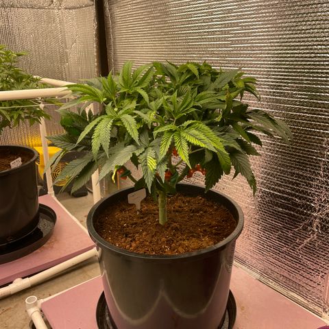 Lucyfur growlog timeline photo