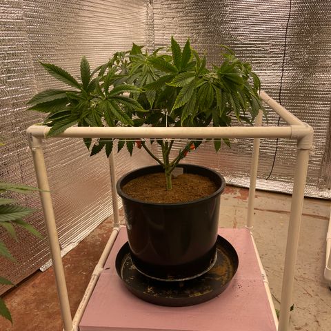Princess Grodd growlog timeline photo