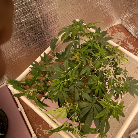 Princess Grodd growlog timeline photo
