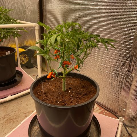 Lucyfur growlog timeline photo
