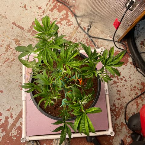 Lucyfur growlog timeline photo